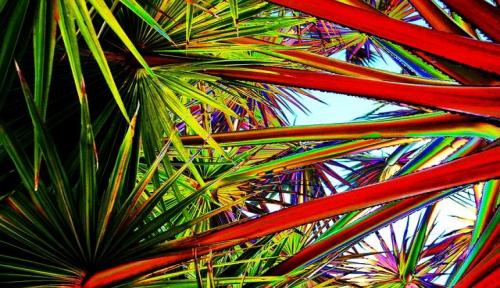 Tesco and the RSPB Launch ‘Together for Trees’