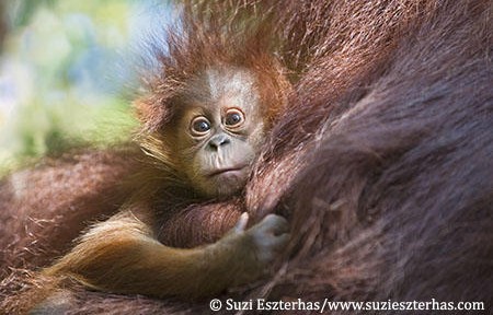 Redhead Celebrities Support the Sumatran Orangutan Society