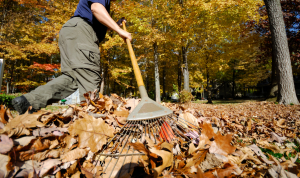 raking-leaves